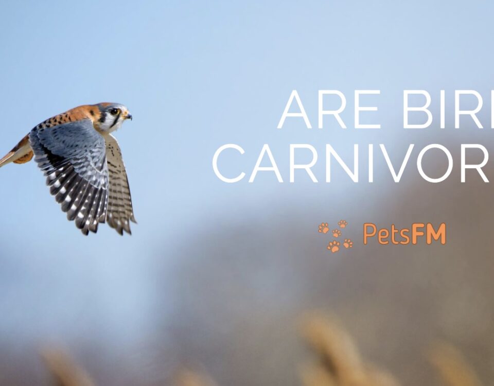 Are Birds Carnivores